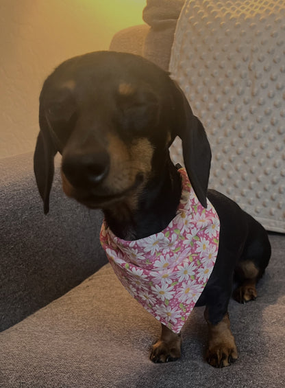 Bandanas - Fit over the Collar