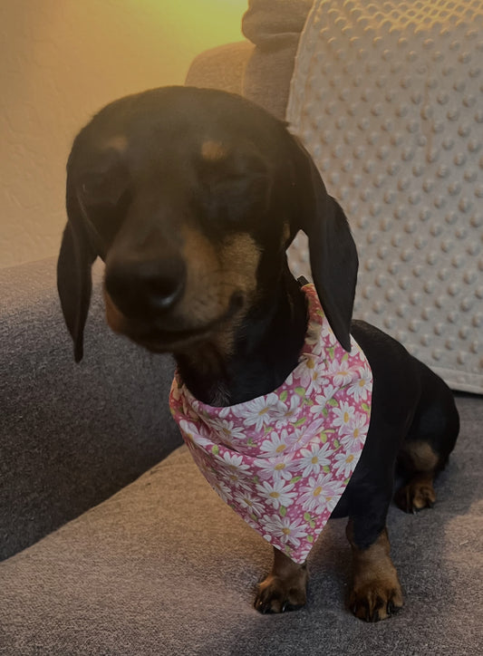 Bandanas - Fit over the Collar
